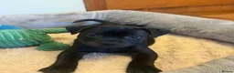Staffordshire Bull Terrier dogs for sale: KC Black Puppies Ready Now - Advert 18