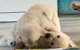 Golden Retriever dogs for sale: Golden Retriever Puppies 4 boys & 3 girls  - Image 3