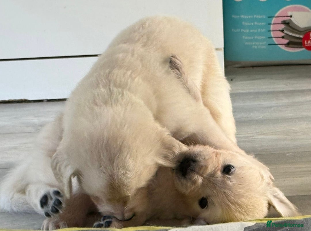 Golden Retriever dogs for sale: Golden Retriever Puppies 4 boys & 3 girls  - Image 3