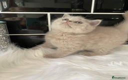 British Shorthair cats for sale: GCCF REG HEALTH TESTED KTTENS AVAILABLE 🥰 - Image 8