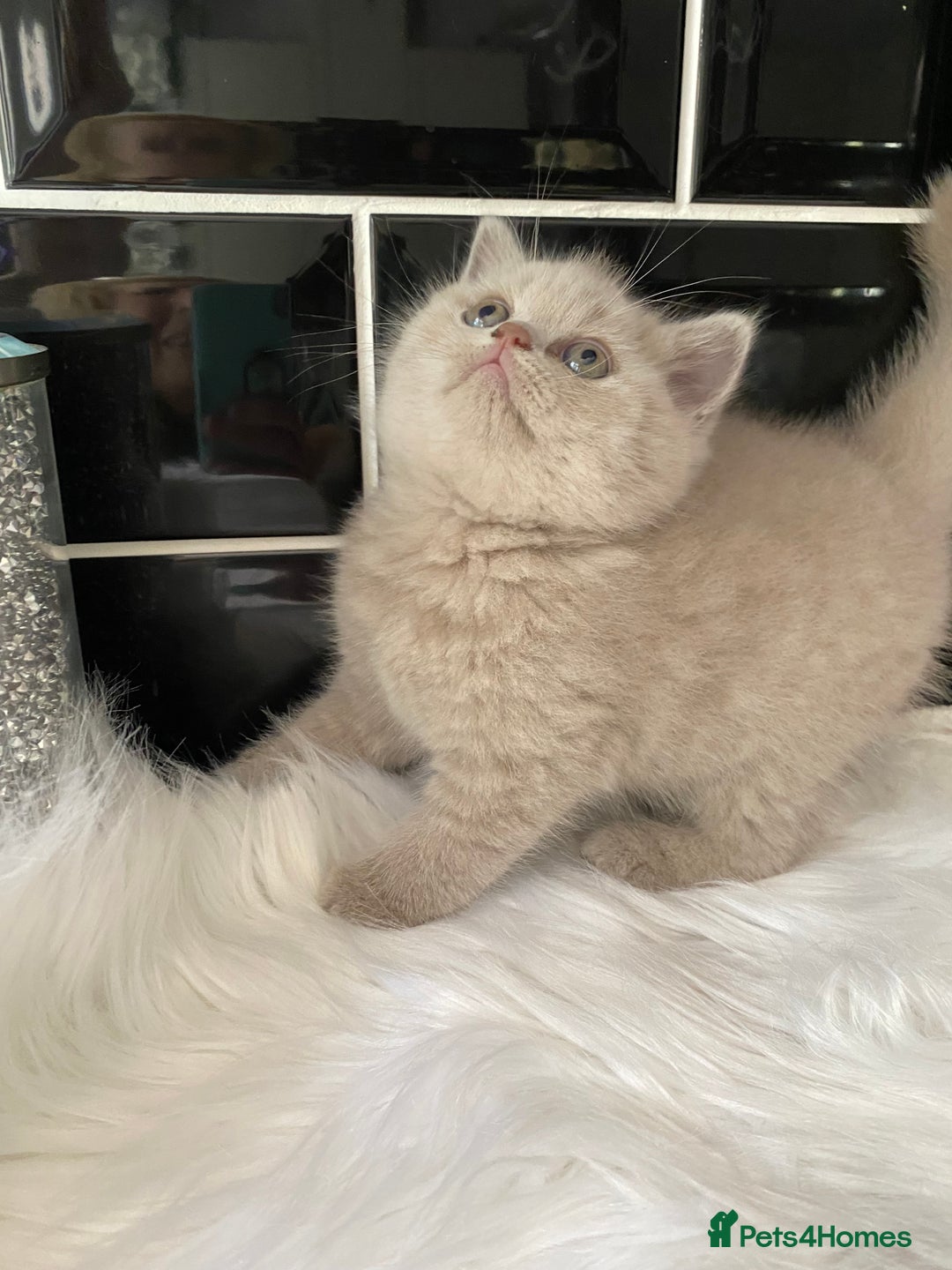 British Shorthair cats for sale: GCCF REG HEALTH TESTED KTTENS AVAILABLE 🥰 - Image 8