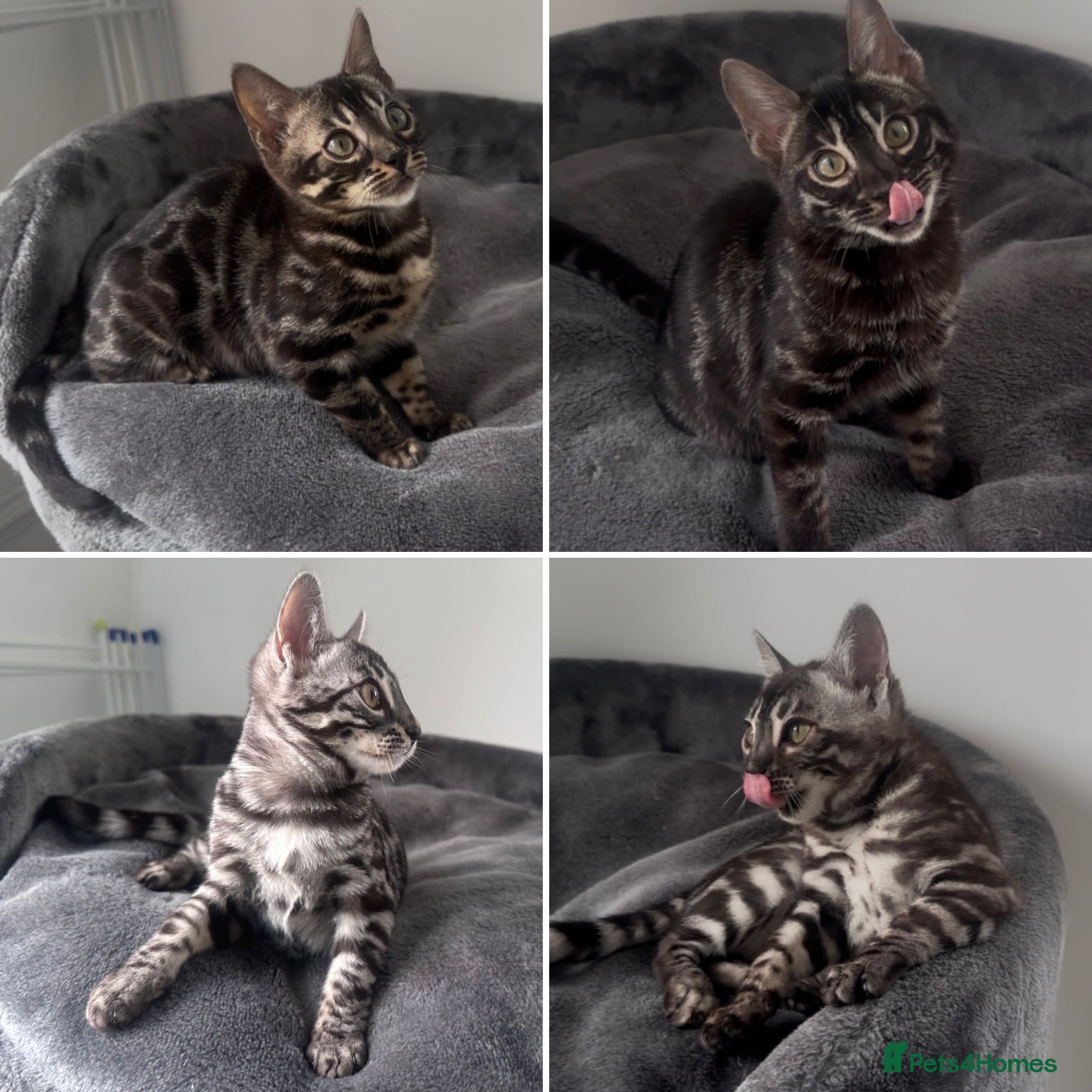 Bengal cats Exceptional kittens in silver, brown and charcoal - Advert 2