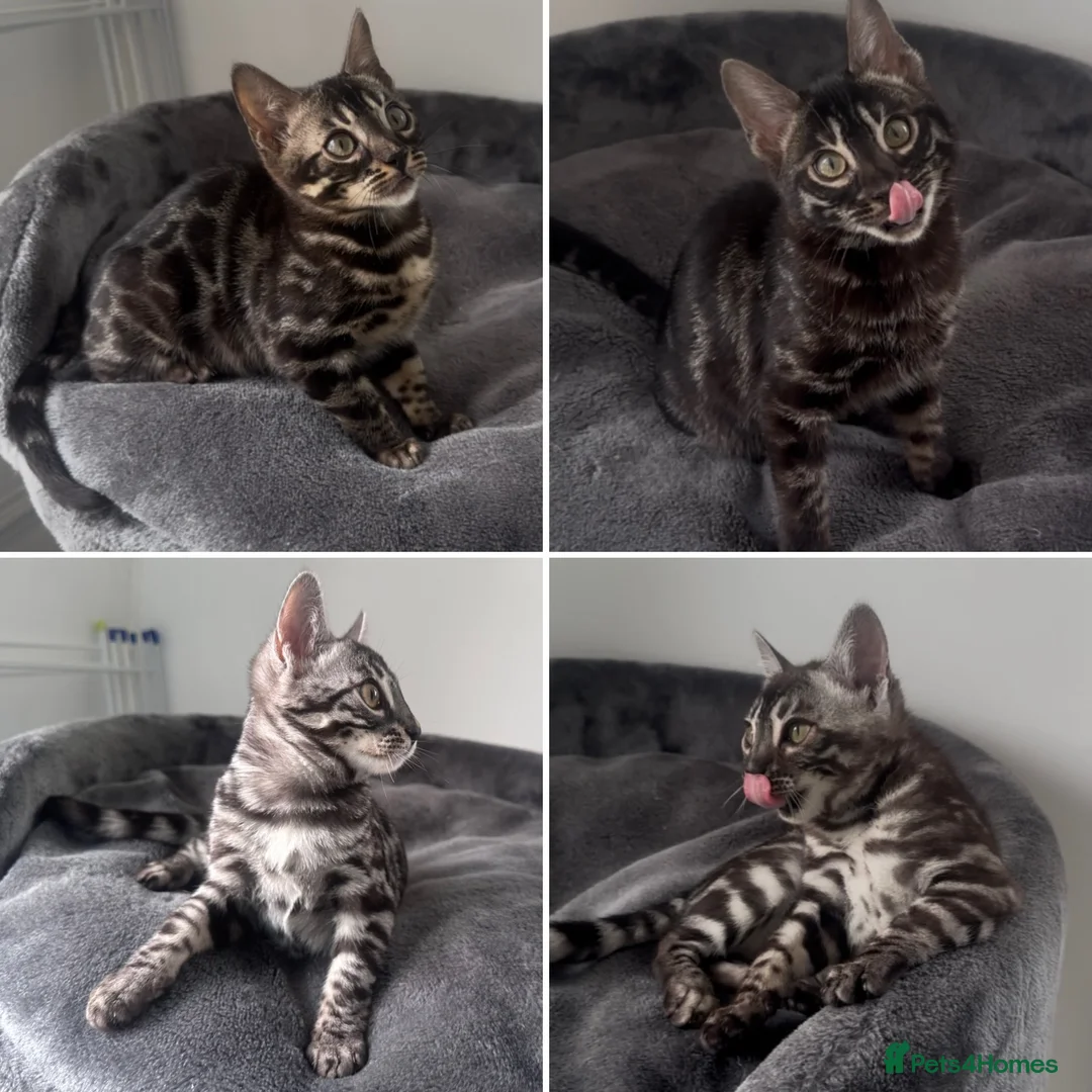 Bengal cats for sale: Exceptional kittens in silver, brown and charcoal - Advert 2