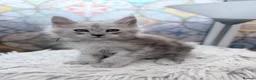 Maine Coon cats for sale: Beautiful high smoked blue & black smoked kittens  - Advert 27