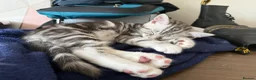 Persian cats for sale: Persian grey/scottishfold kittens  in Blackwood - Advert 2