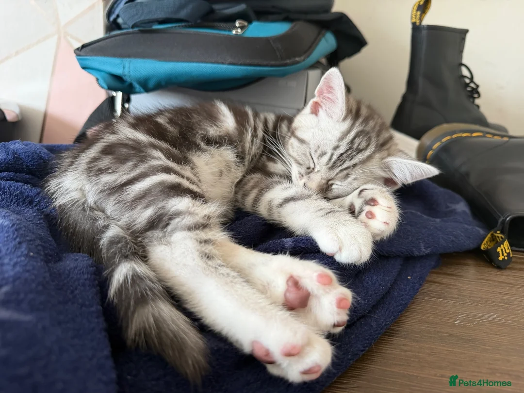 Persian cats for sale: Persian grey/scottishfold kittens  in Blackwood - Advert 2