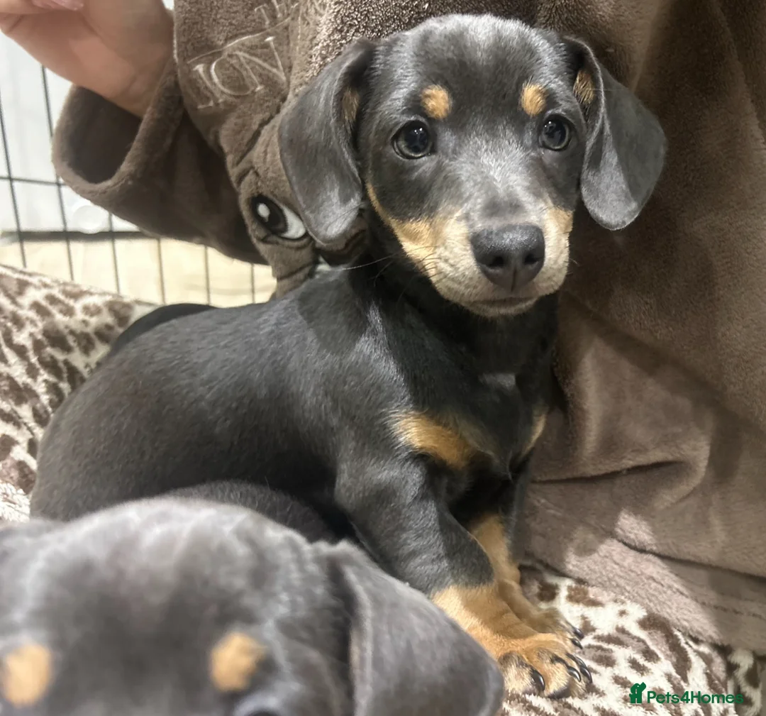 Chiweenie dogs for sale: Miniature Dachshund x Chihuahua  - Advert 7