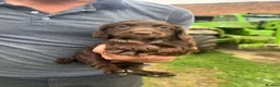 Mixed Breed dogs for sale: Sprollie/cocker  - Advert 3