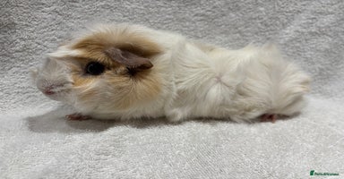 Guinea Pig rodents - Advert 11