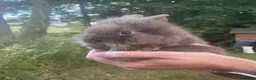 Lionhead rabbits for sale: 🐰 Adorable Lionhead Bunnies for Sale 🐰 - Advert 5