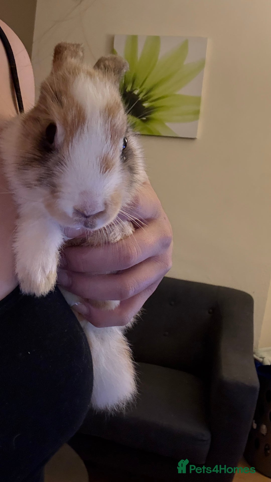 Lionhead rabbits for sale: Baby Lion head and Rex for sale!  - Image 10