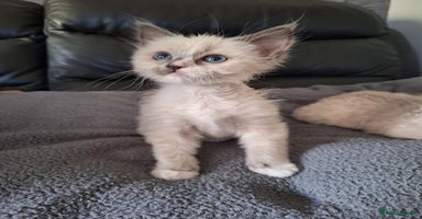 Ragdoll cats - Advert 10