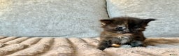 Maine Coon cats for sale: Beautiful Maine Coon Kittens - Advert 15