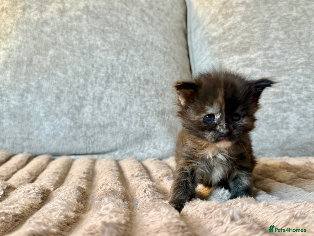 Maine Coon cats for sale: Beautiful Maine Coon Kittens - Advert 15