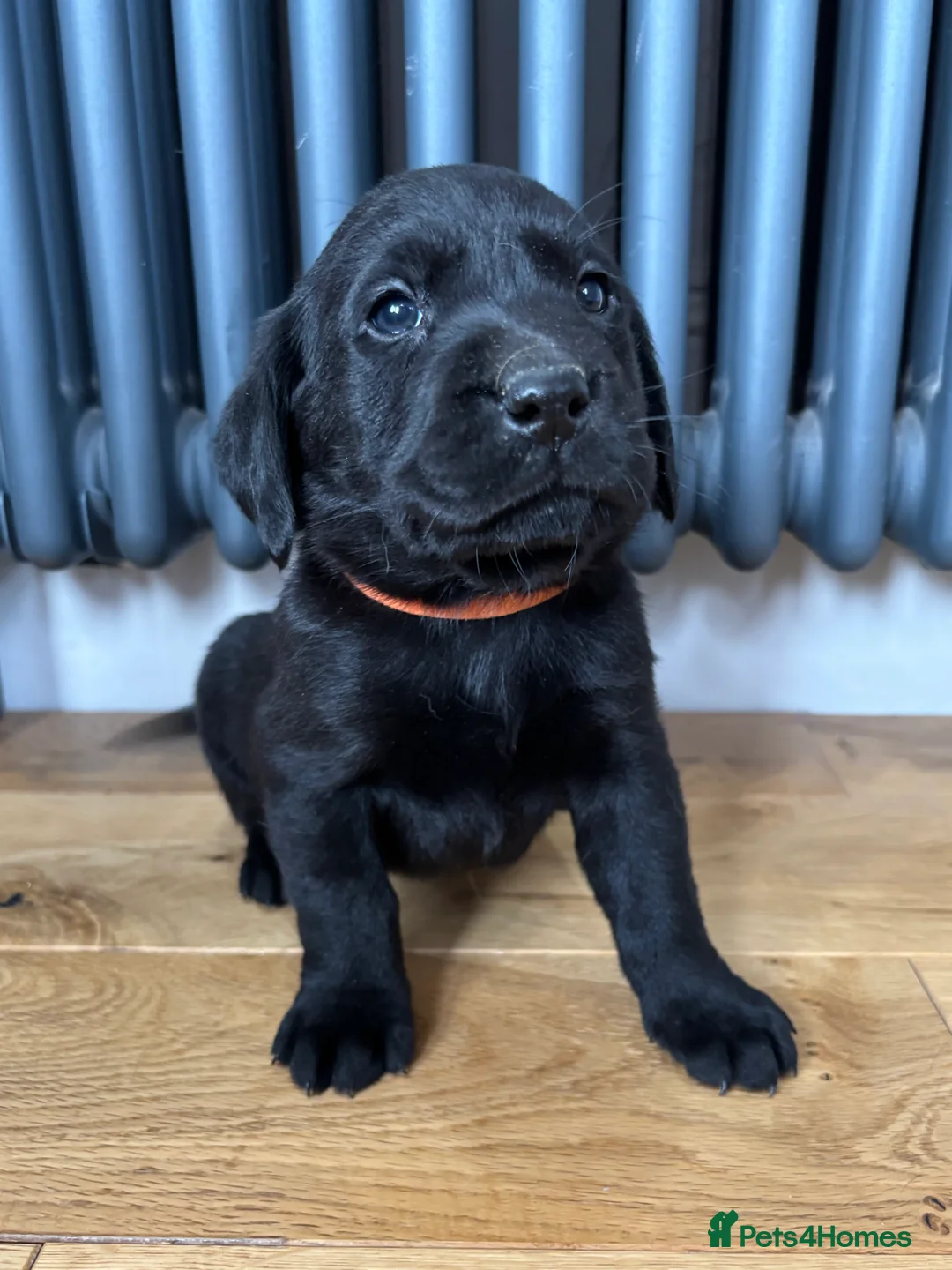 Labrador Retriever dogs for sale: Stunning Labradors KC registered DNA Tested Hip Sc - Advert 10