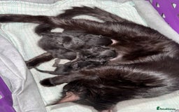 Maine Coon cats for sale: Maine coon cross kittens - Image 3