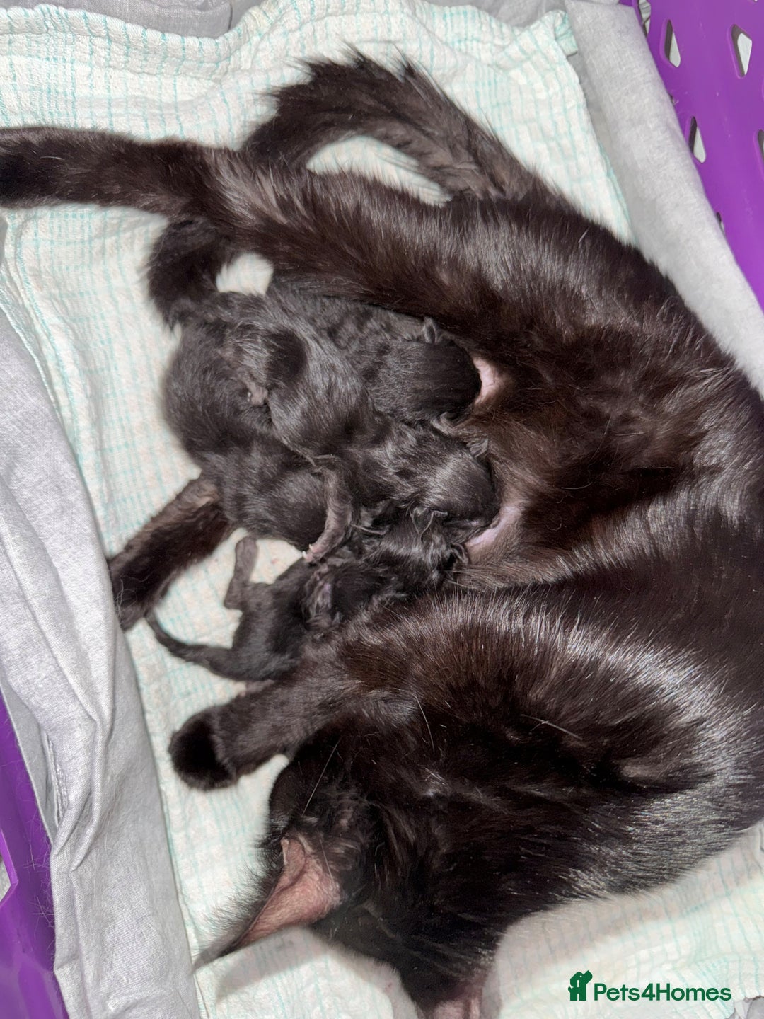 Maine Coon cats for sale: Maine coon cross kittens - Image 3