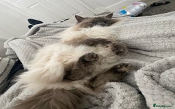 Ragdoll cats for sale: Female ragdoll 6 years old  - Image 4