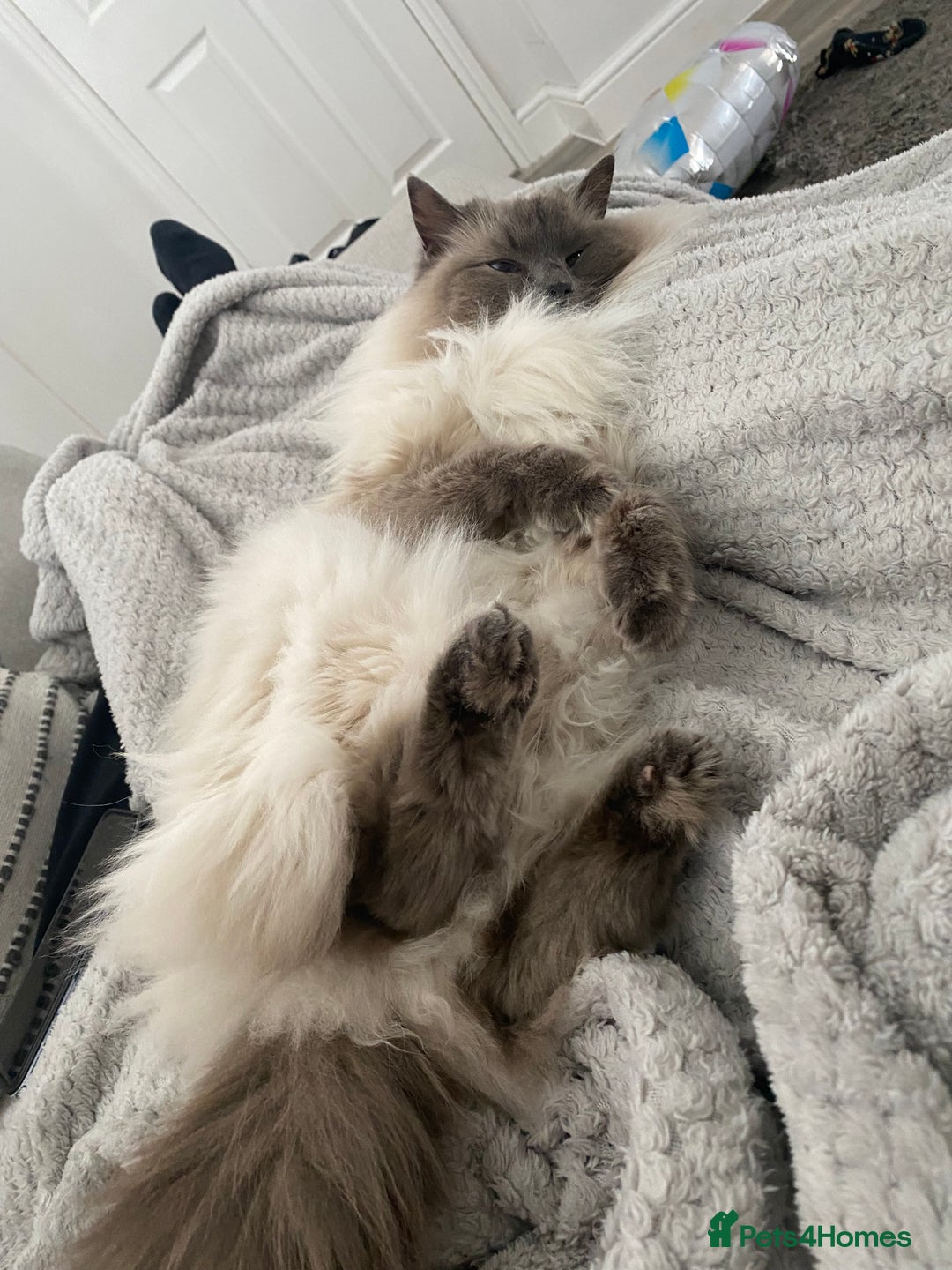 Ragdoll cats for sale: Female ragdoll 6 years old  - Image 4