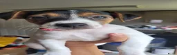 Jack Russell dogs for sale: Beautiful Female Pure Breed Jack Russell Terrier - Advert 4