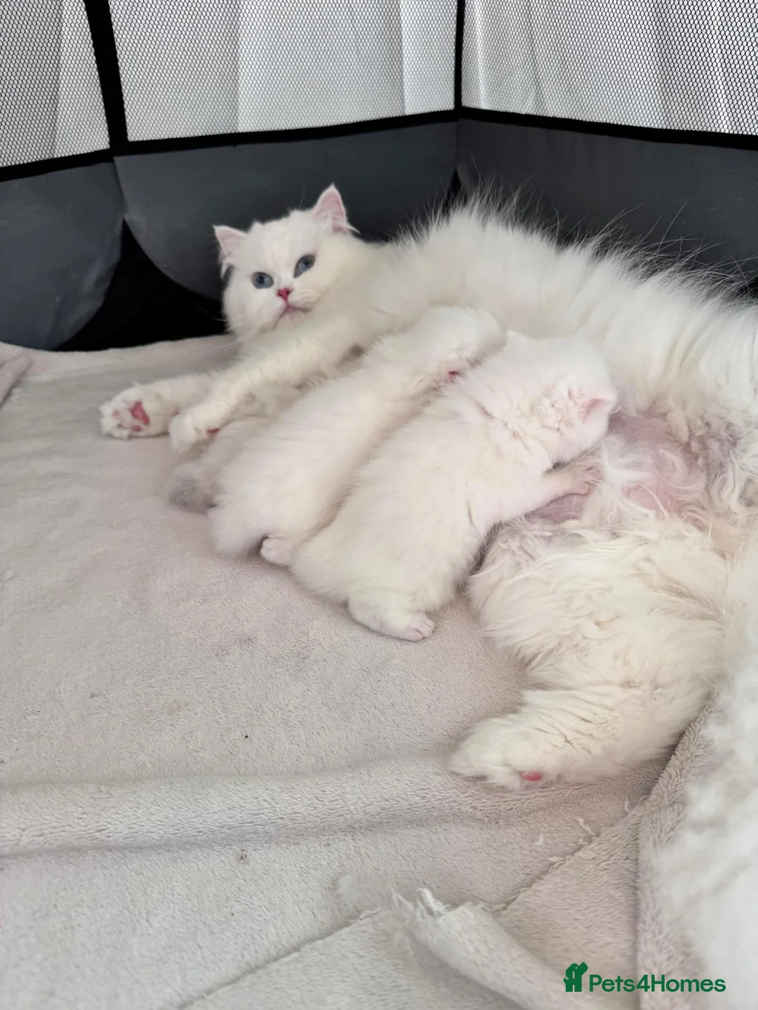 British Shorthair cats for sale: Luna is ready for a new home in Twickenham - Advert 12