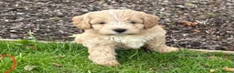 Cockapoo dogs for sale: F1 Cockapoo in Auchterarder - Advert 14