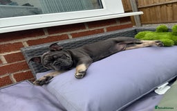 French Bulldog dogs for sale: NOW REDUCED, final 2 KC reg frenchies in Sheffield - Image 5