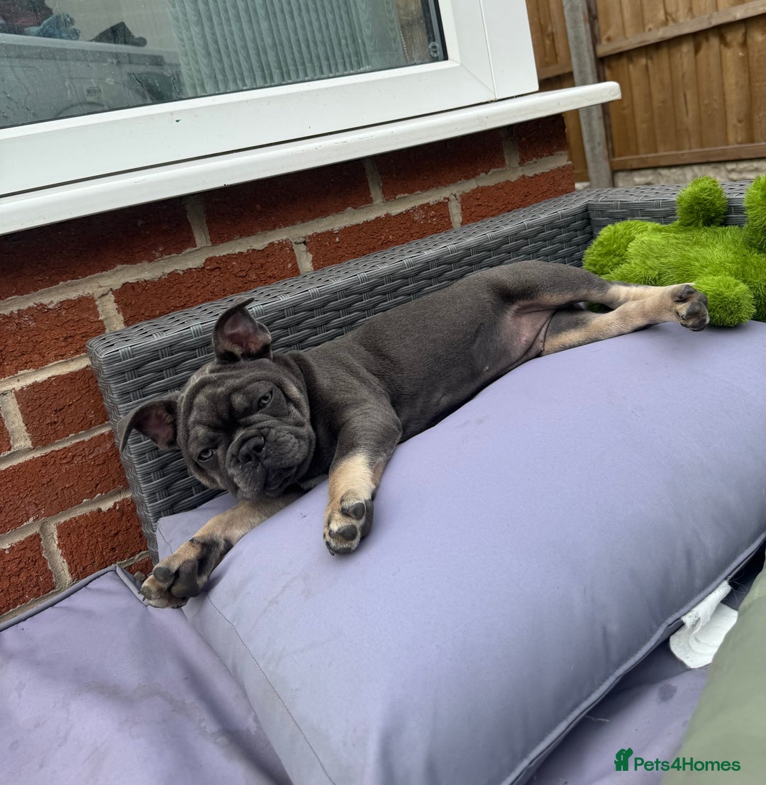 French Bulldog dogs for sale: NOW REDUCED, final 2 KC reg frenchies in Sheffield - Image 5