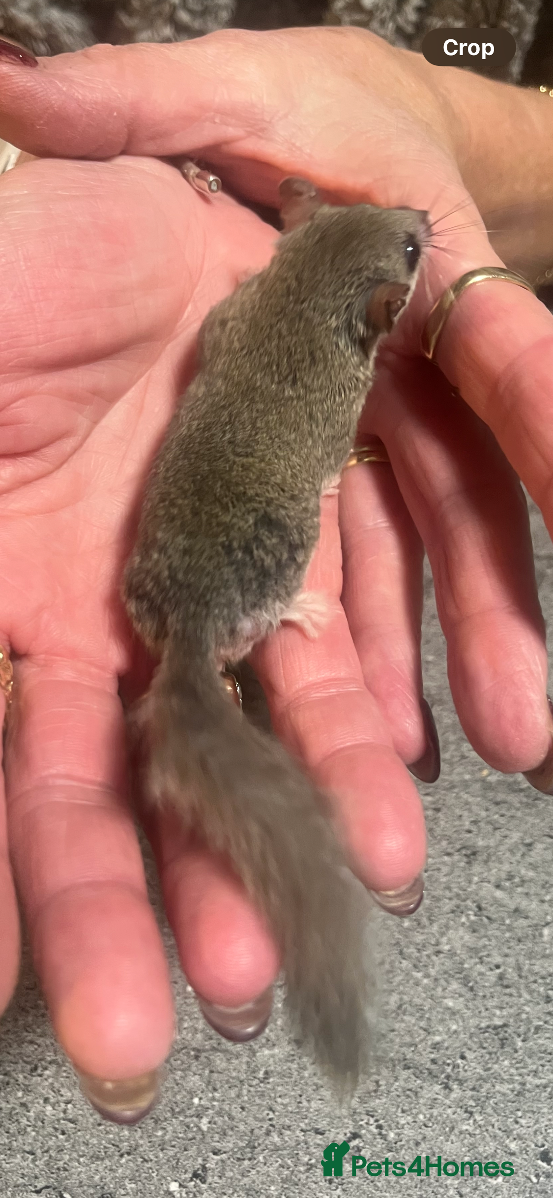 Mouse rodents Very tame Pygmy squirrels - Advert 2