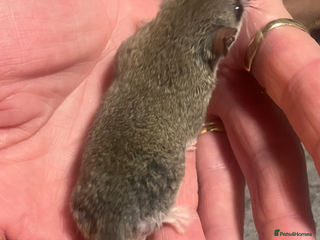 Mouse rodents Very tame Pygmy squirrels - Advert 1