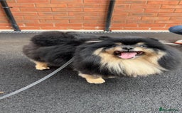 German Spitz dogs for sale: KC Reg Show Type German Spitz (Klein) For Sale. - Image 26