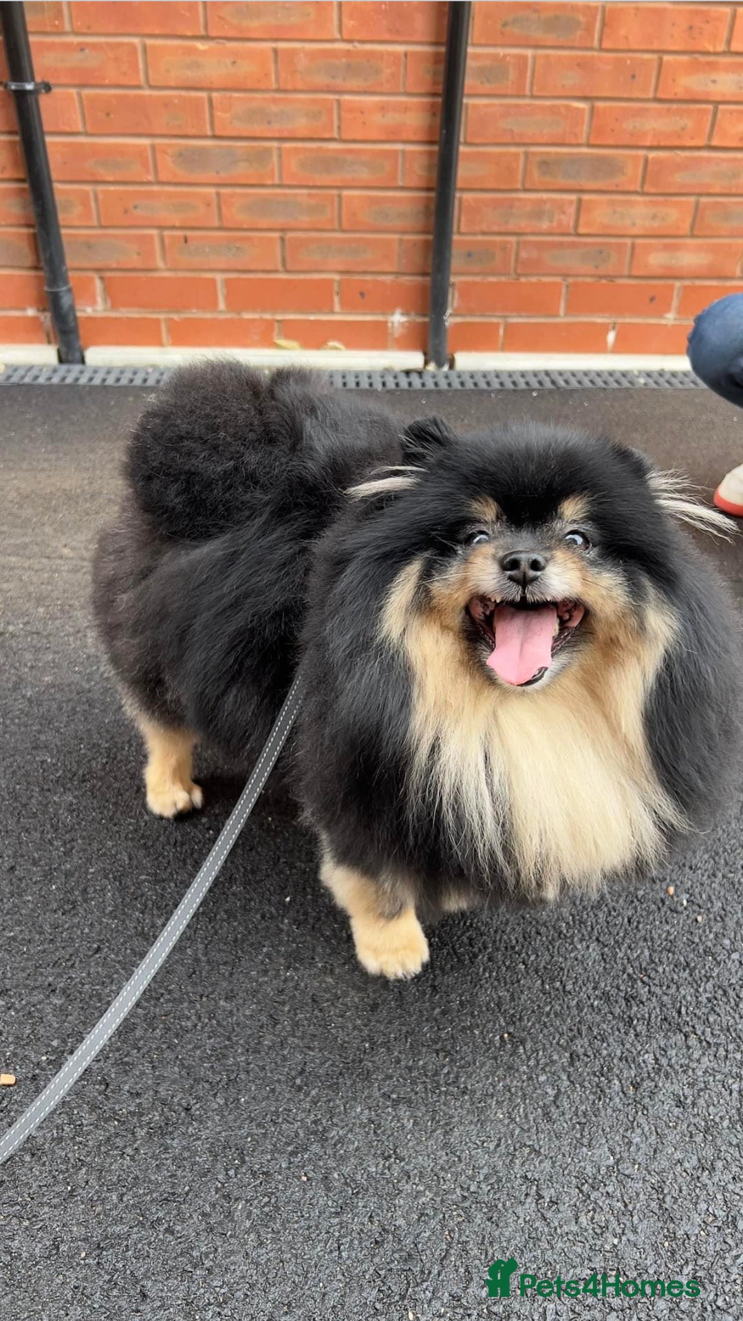 German Spitz dogs for sale: KC Reg Show Type German Spitz (Klein) For Sale. - Image 26
