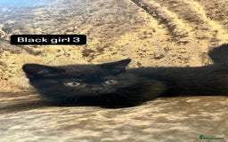 British Shorthair cats for sale: Gccf full British short hair  - Image 7