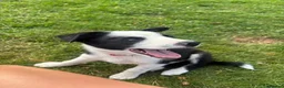 Border Collie dogs for sale: 5 beautiful, playful bordercollie puppies - Advert 11