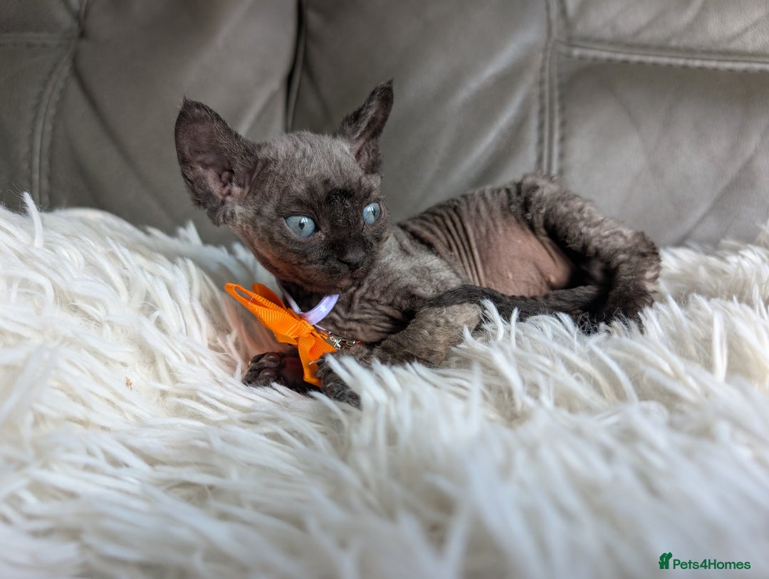 Sphynx cats for sale: Sphynx kittens - Image 29