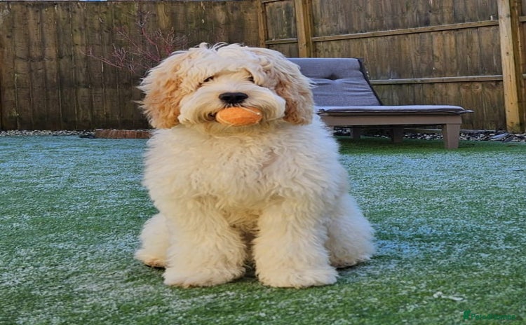 Cockapoo dogs - Advert 9