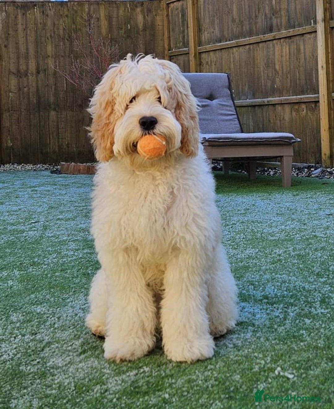 Cockapoo dogs for sale: Rehoming of a cockapoo due to family health issue - Image 1