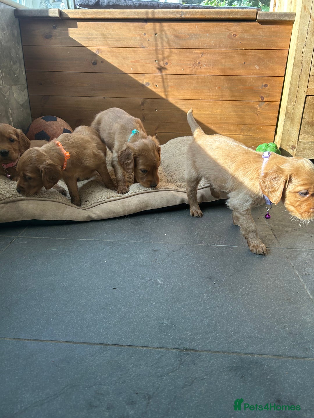 Mixed Breed dogs for sale: Beautiful litter of Golden Irish Puppies  - Image 12