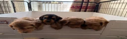 Mixed Breed dogs for sale: Beautiful Miniature Austrailian Labradoodle pups in Northwich - Advert 16