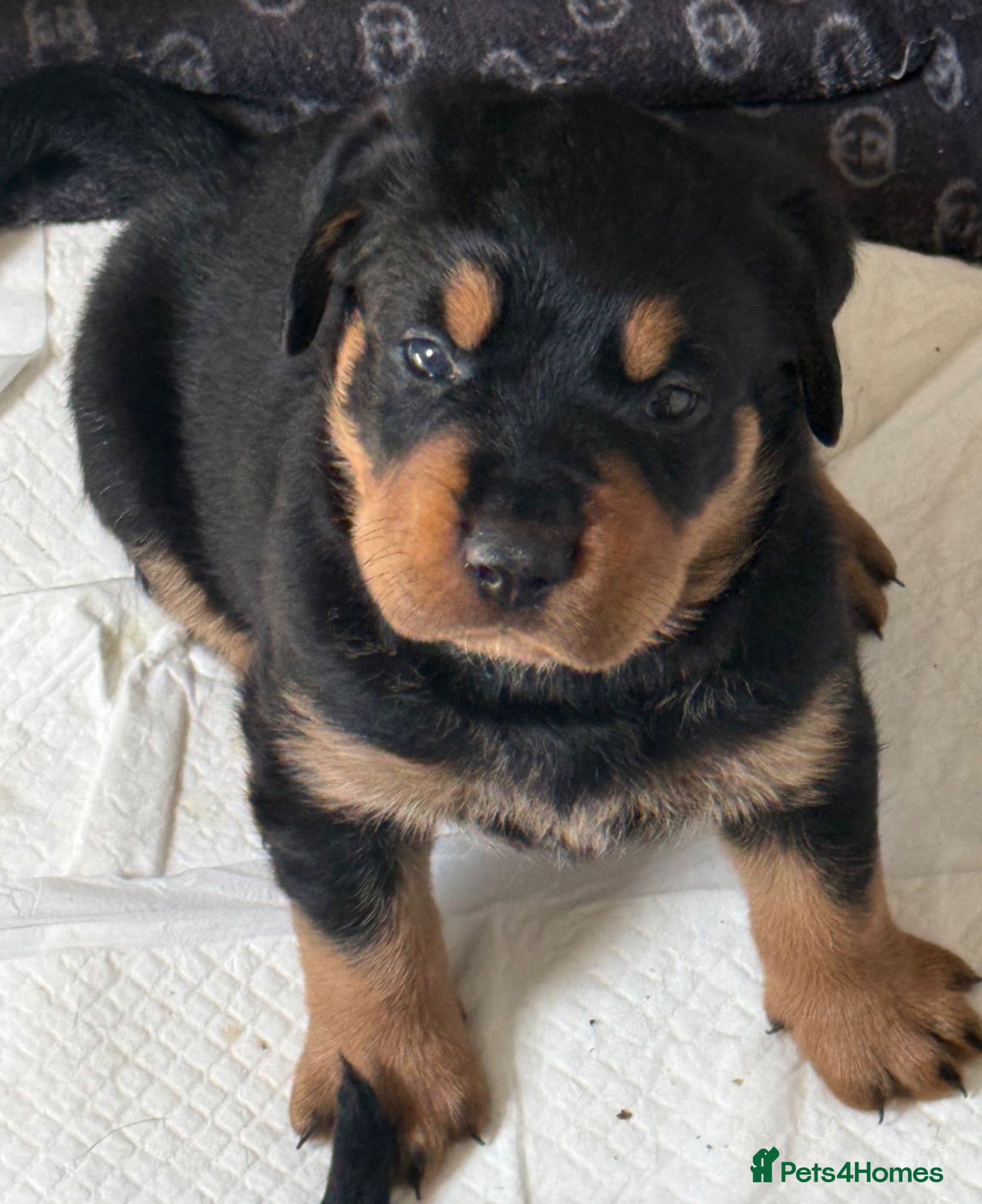 Rottweiler dogs Gorgeous Rottweiler puppies available  - Advert 3