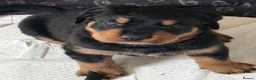 Rottweiler dogs for sale: 2 Gorgeous full pedigree Rottweiler puppies left  - Advert 2