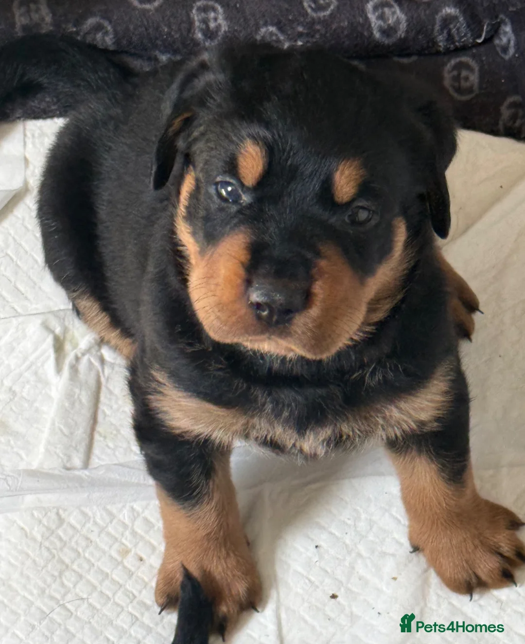 Rottweiler dogs for sale: 2 Gorgeous full pedigree Rottweiler puppies left  - Advert 2