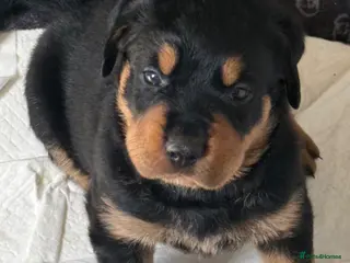 Rottweiler dogs Gorgeous Rottweiler puppies available - Advert 3
