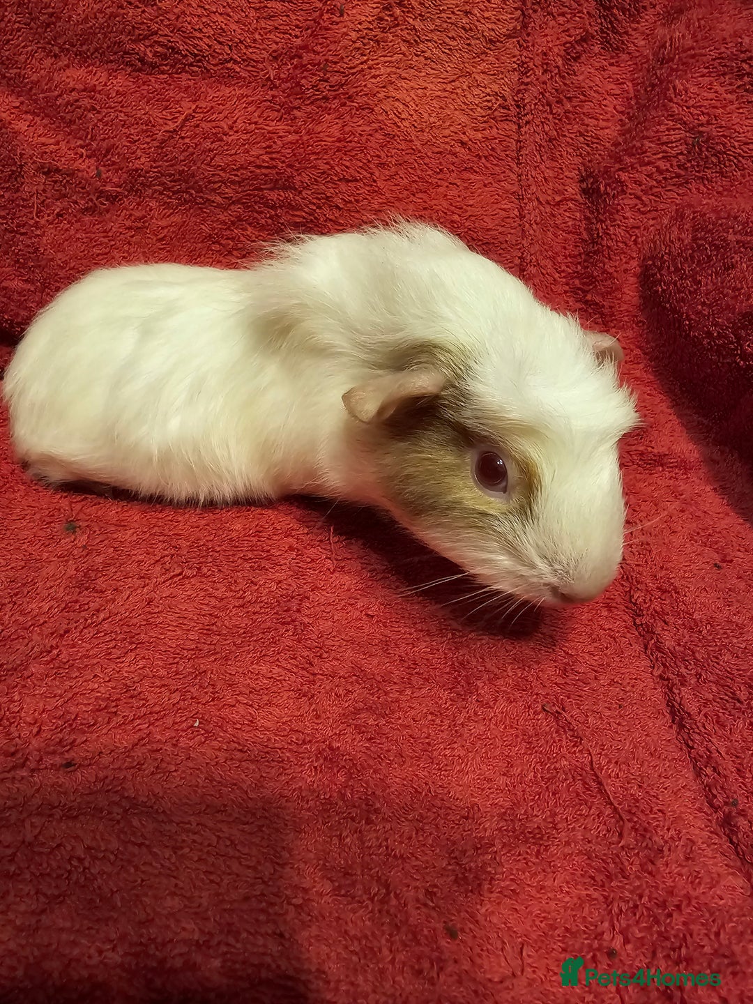 Guinea Pig rodents for sale: 2 boys looking for their forever home  - Advert 5