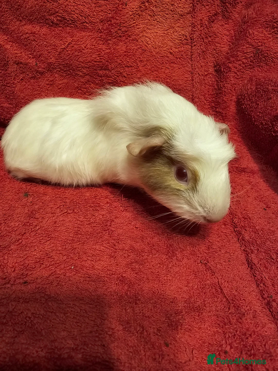 Guinea Pig rodents for sale: 2 boys looking for their forever home  - Advert 5