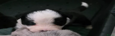 Border Collie 3