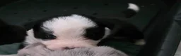 Border Collie dogs for sale: ​Border Collie Pups: Rare Slate Merle & B/W - Advert 11