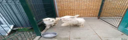 Mixed Breed dogs for adoption: 🐾❤️MAVERICK - A little boy for a Loving Home ❤️🏡 - Advert 4