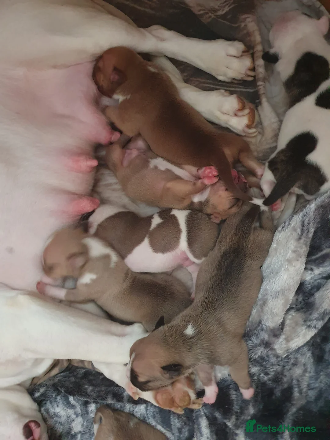 Mixed Breed dogs for sale: Staffordshire bull terrier x pocket bully  in Sheffield - Advert 2
