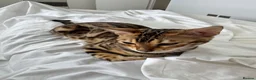 Bengal cats for sale: Bengal cat (still a kitten)  in Greenford - Advert 5